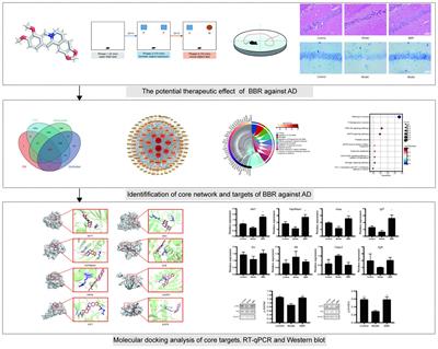 Network pharmacology reveals that Berberine may function against Alzheimer’s disease via the AKT signaling pathway